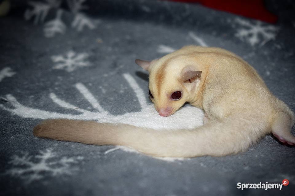 Lotopakanka lotopałanki sugar glider Gryzonie Wrocław