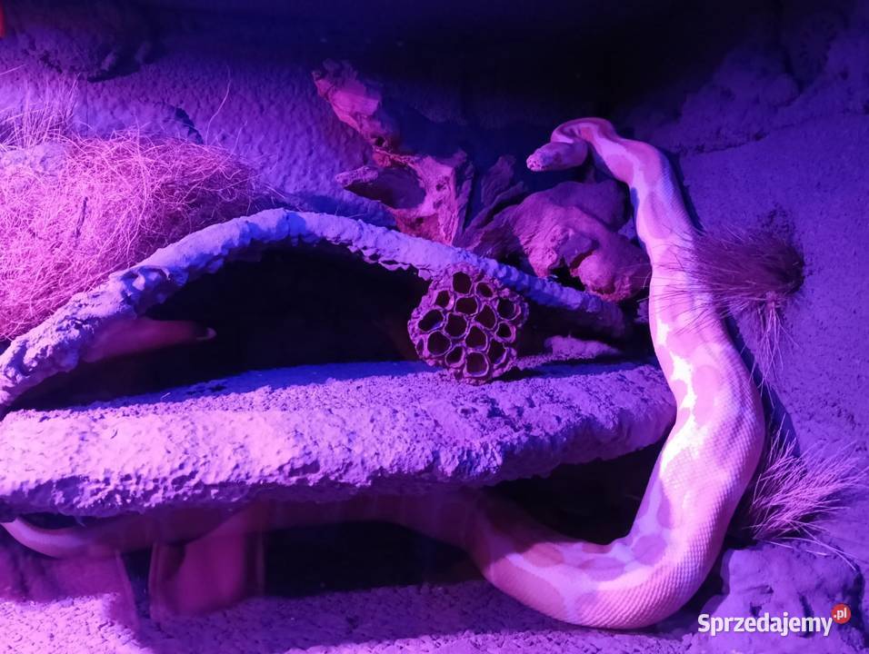 Pyton Królewski ALBINO Duże Terrarium MDF Płock