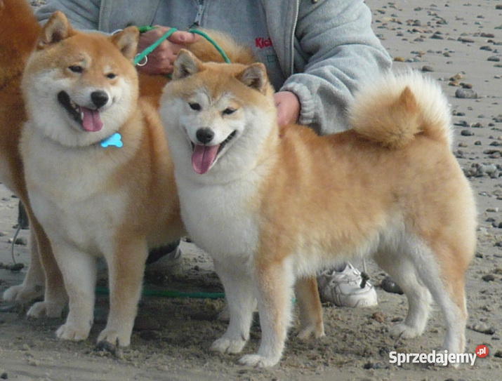 shiba inu szczenięta Marki