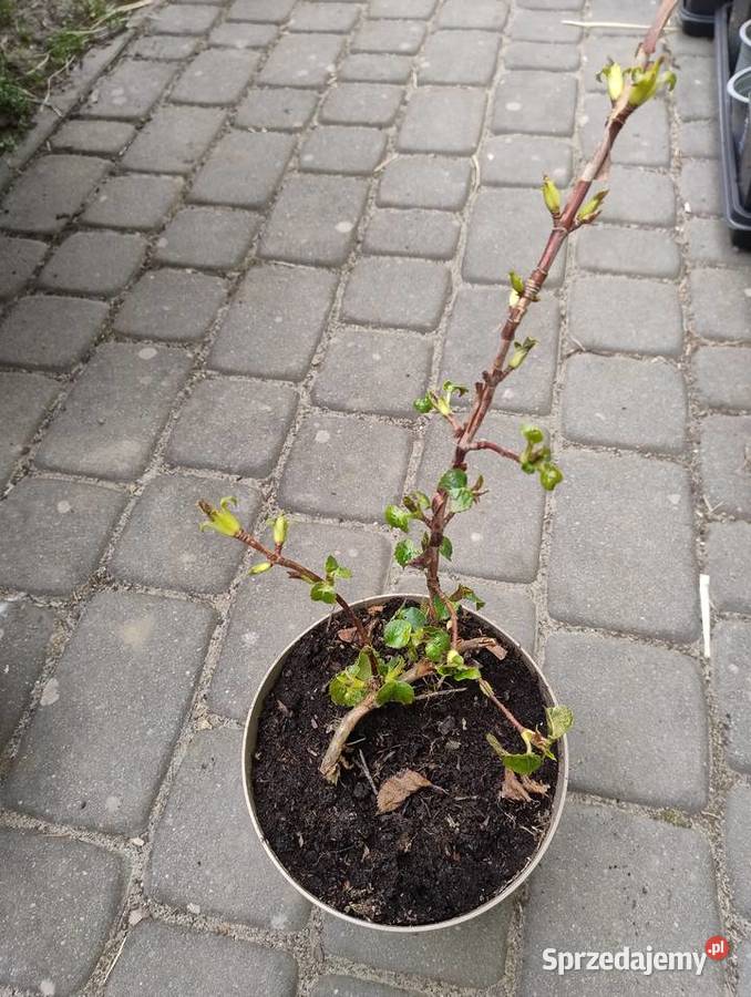 Rośliny do ogrodu z własnych nadwyżek Nisko