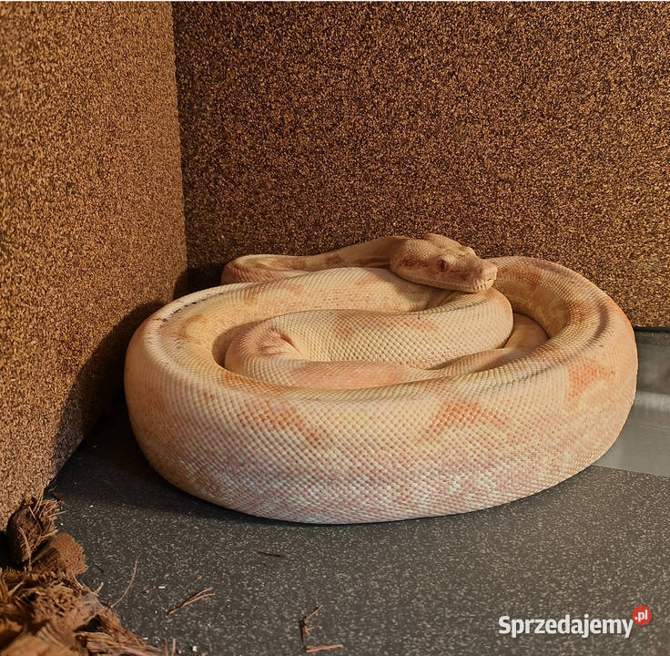 Boa Imperator Sunglow Kahl