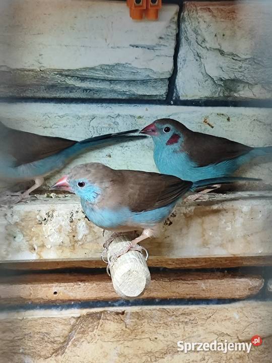 Motylik krasnouchy Astryld Astryldy para Myślenice sprzedam