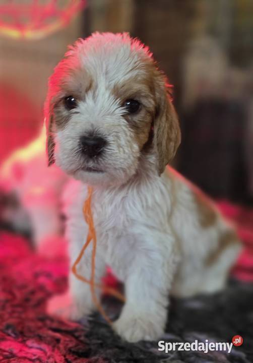 Petit Basset Griffon Vendeen