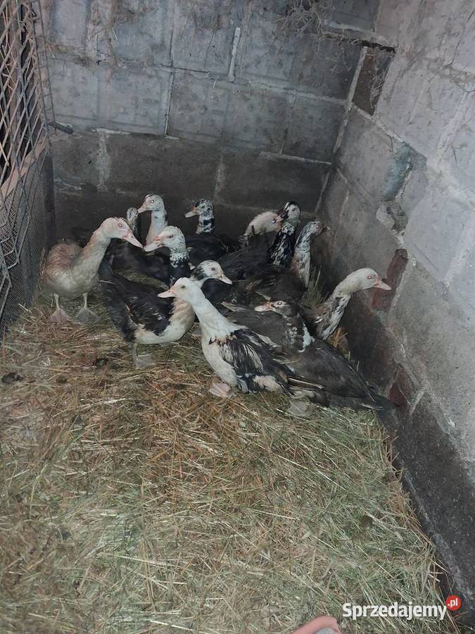 Kaczki francuskie Konin