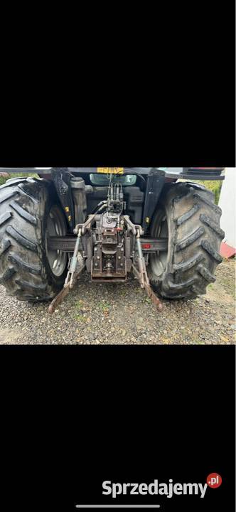 Massey 6110 Orzelec Duży