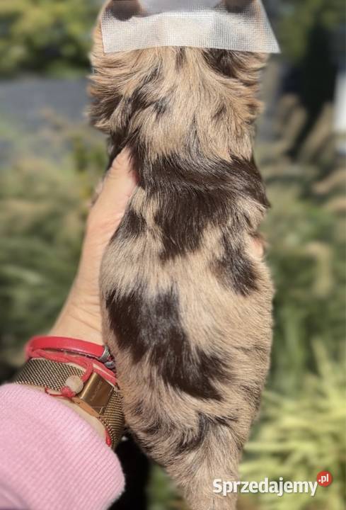 Chocomerle Yorkshire Terrier małopolskie Myślenice