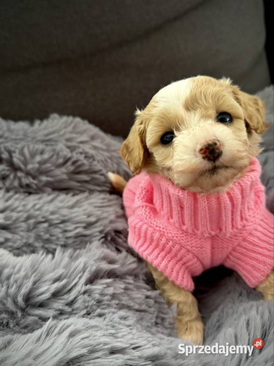 Maltipoo piękne dziewczynki Wadowice
