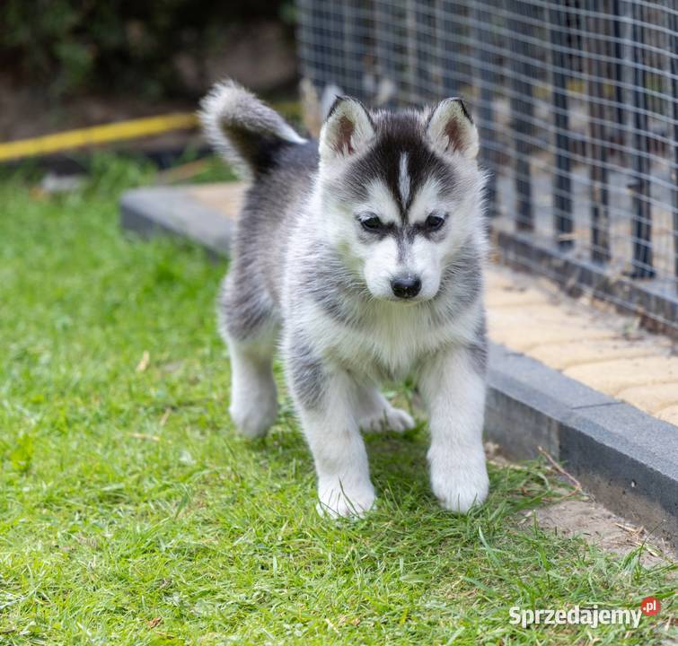 Piękna Sunia jasnoszara Siberian Husky szczenię Wola Zarczycka