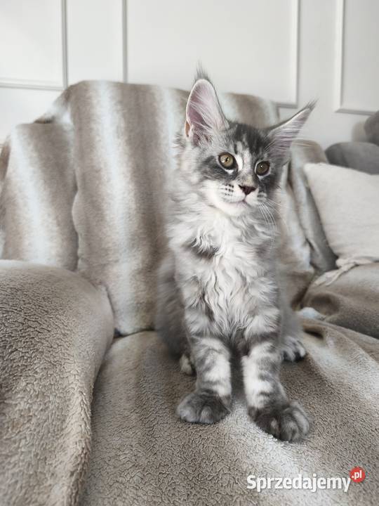 Kotka Maine coon Aqua Lipa