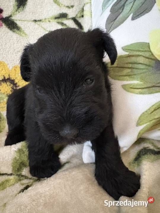 Sznaucer miniaturowy czarny pieski sprzedam