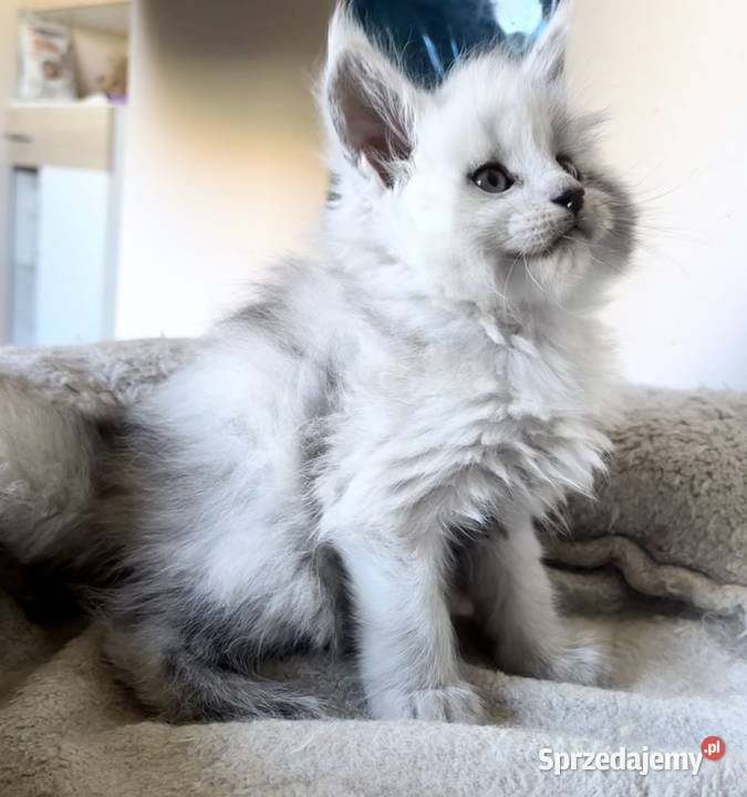 Maine Coon kocurek importach sprzedam