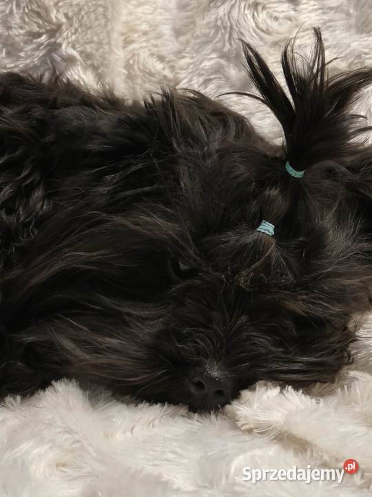 yorkshire terrier black 8 miesięcy Kraków