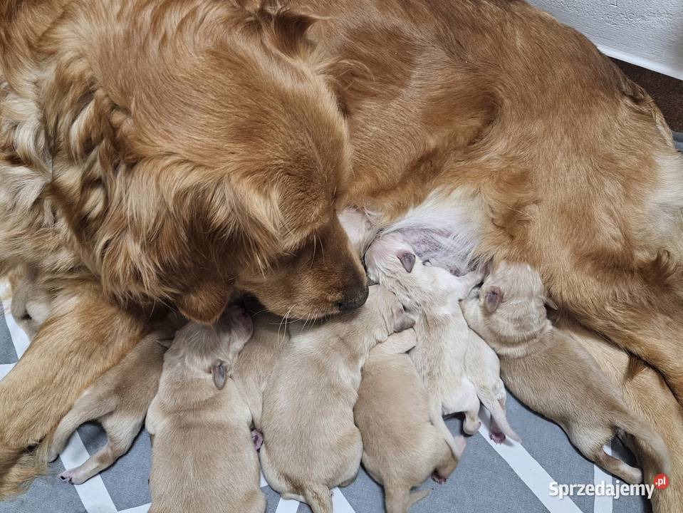 Golden Retriever szczeniak złoty piesekgotowy do małopolskie sprzedam
