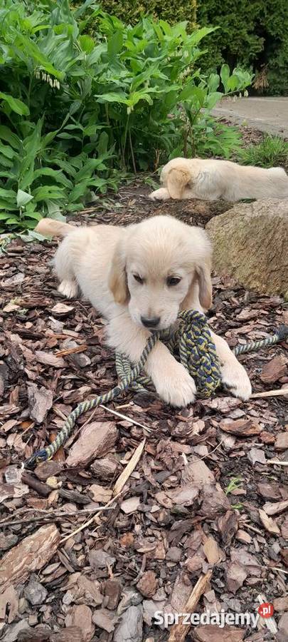 Złoty Golden retriever szczeniak Rzeszów sprzedam