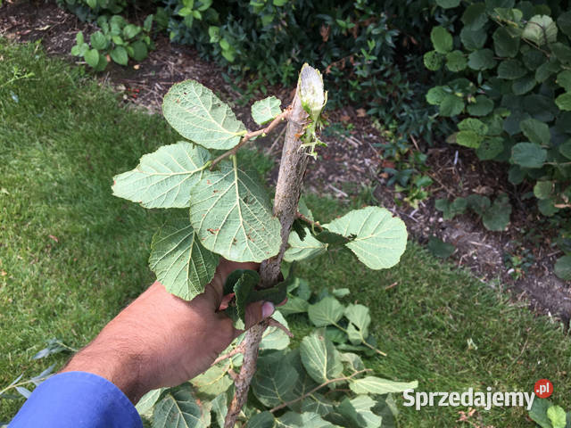 NOWE Nożyce do żywopłotu kosiarka listwowa BOXER łódzkie Łódź