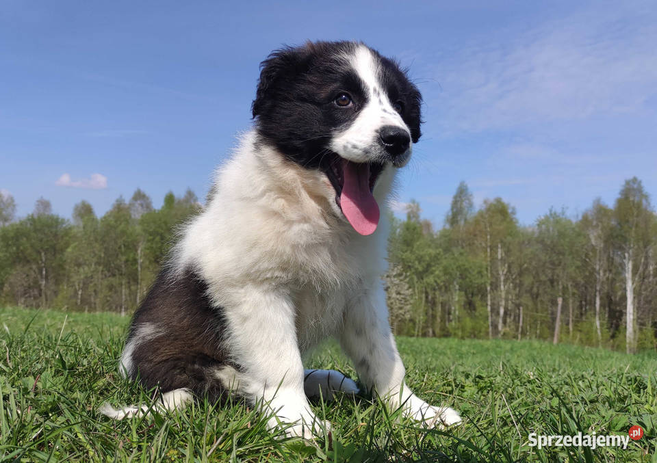Piękna Rasowa Suczka Border Collie XINDI z pełną Iwonicz