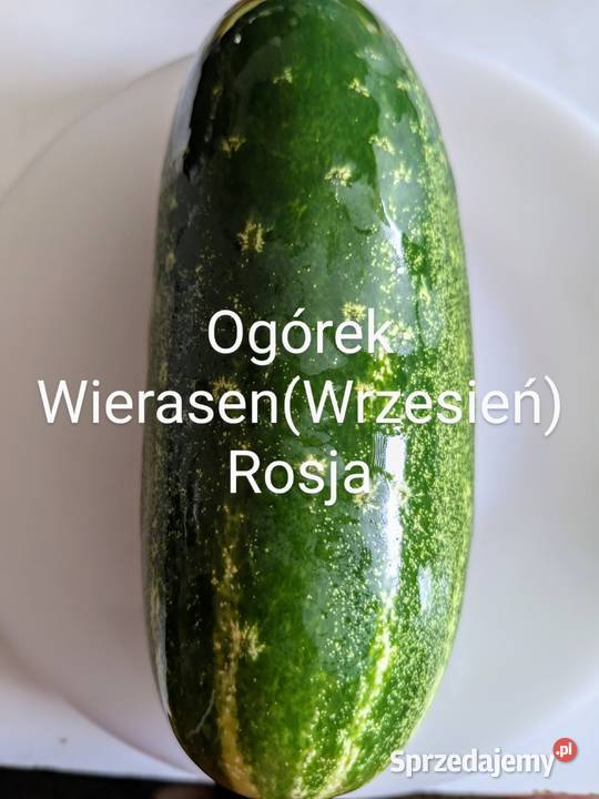 Ogórek rosyjski Wierasen Wrzesień odmiany
