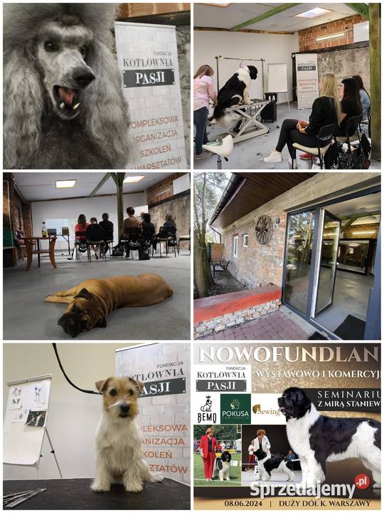 Szkolenie GROOMERÓW pod Wwą Duży Dół