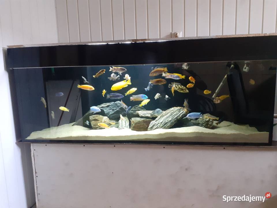 Akwarium z Życiem Pyszczaki małopolskie Czarny Dunajec