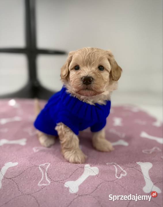 Maltipoo chłopiec Wadowice