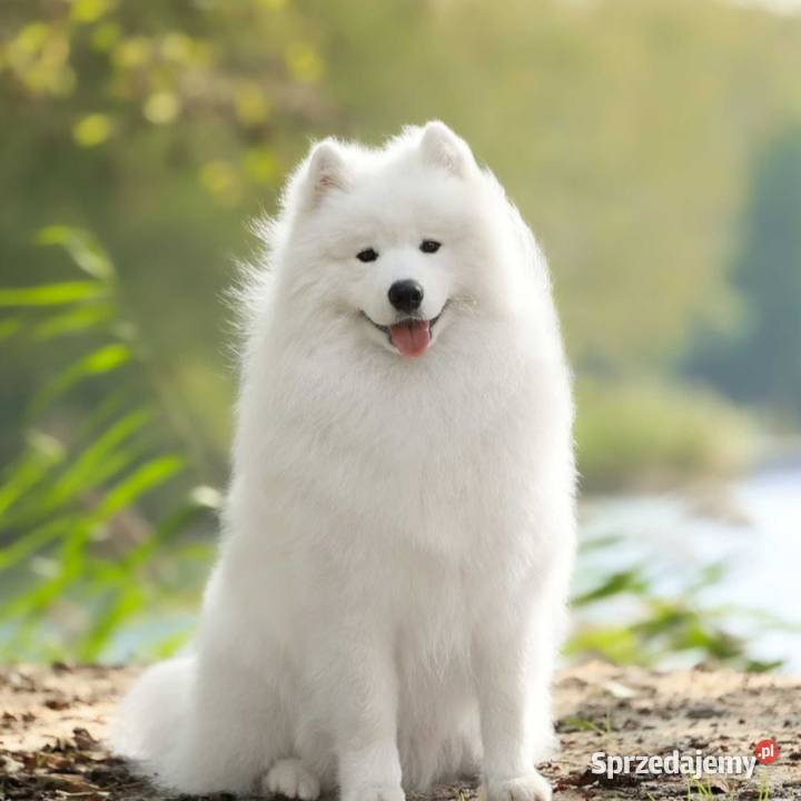 Samoyed szczeniaki FCI Odbiór Mikołaj Święta Kęty