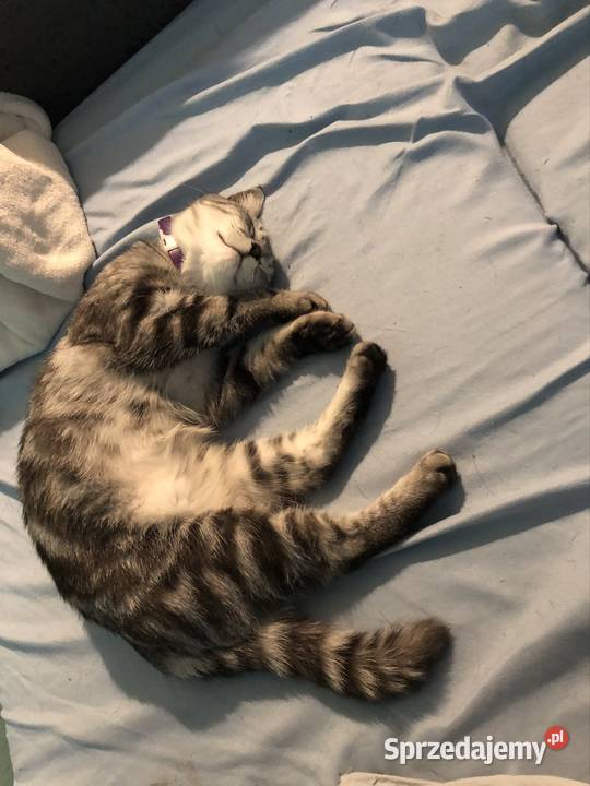 Petsitter opiekna Twojego pupila mazowieckie Warszawa