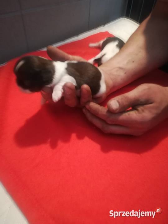 shihtzu suczka warmińsko-mazurskie