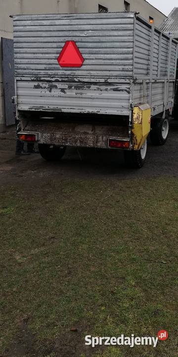 Rozrzutnik wielkopolskie Stare Miasto