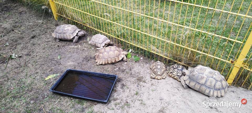 Żółwie Lamparcie Stigmochelys pardalis ok 20 Opole