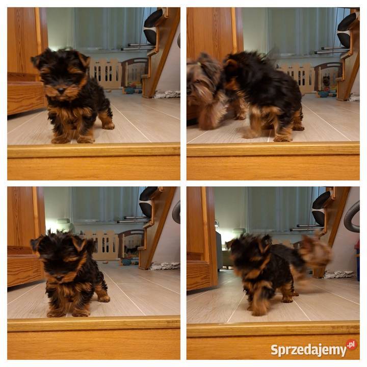 Yorkshire Terrier mala sunia York małopolskie Kraków sprzedam