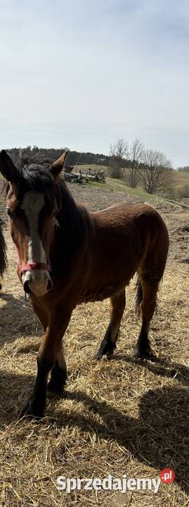 Sprzedam klacz zimnokrwistą warmińsko-mazurskie Mroczno