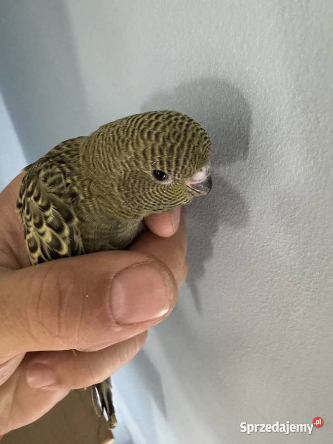 Papużki Faliste Blackface 2025 małopolskie Brzeszcze