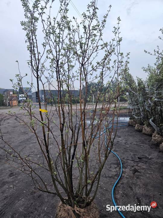 Amelanchier Świdosliwa Lamarcka małopolskie Kraków sprzedam