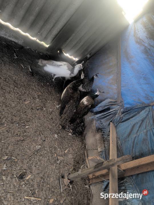 PAWIE Ptaki Gębice sprzedam