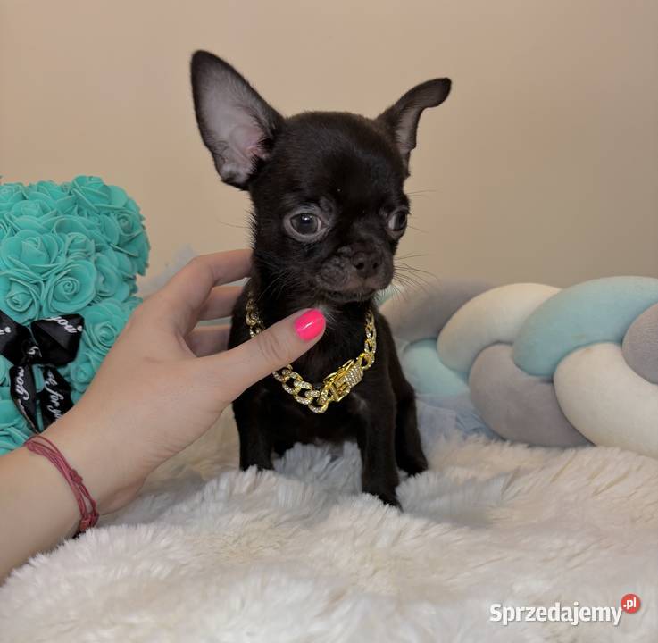 Chihuahua krótkowłosy czekoladowy piękny badania