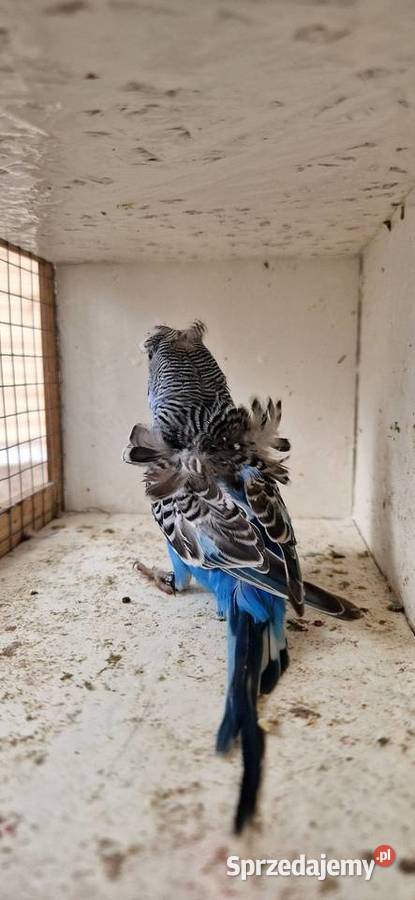 Papugi faliste helikoptery 2f