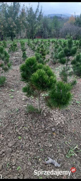 Sosna Czarna Austriacka Sosna Piramidalna Pinus Nowy Sącz