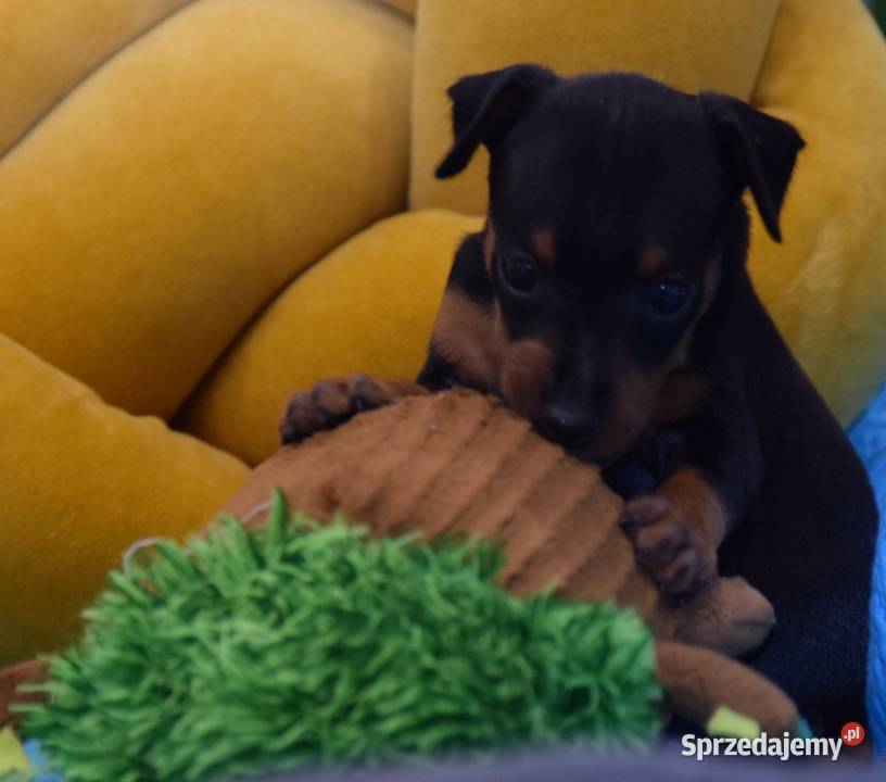 Szczenięta Pinczer Miniaturowy ZKWP fci mazowieckie