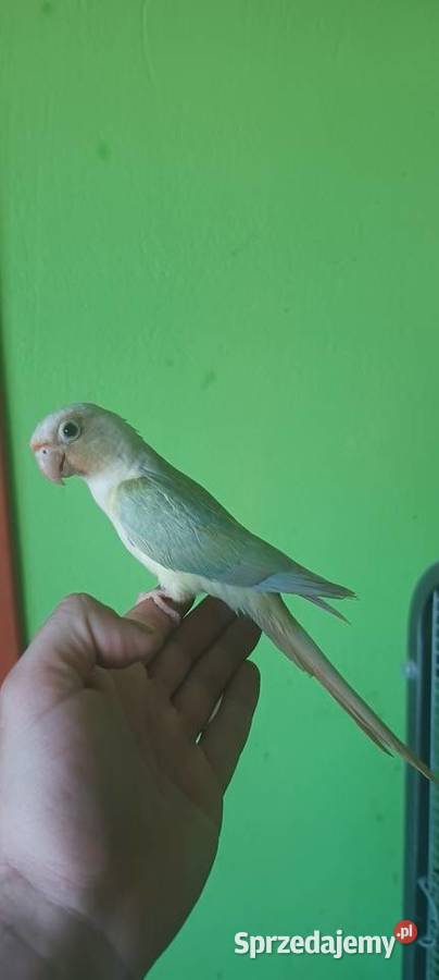 Ręcznie karmione rudosterki śląskie Tychy