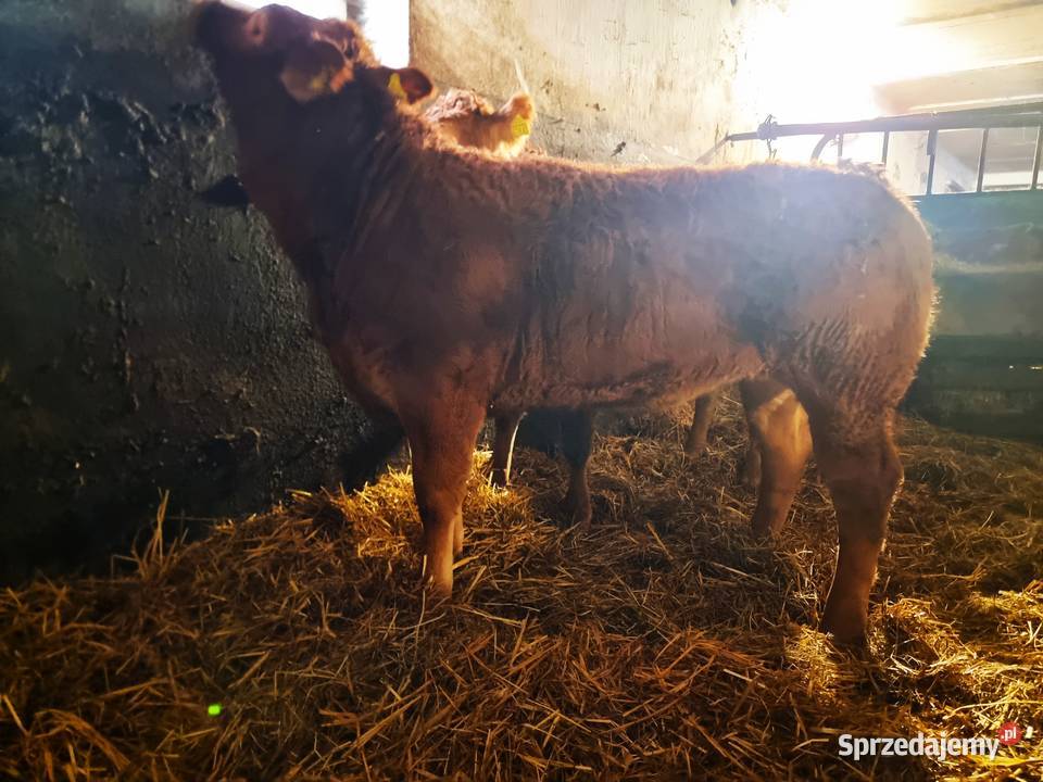 SPRZEDAM jałówkI rasy Limousine BEZROŻNE rogi Ustrzesz