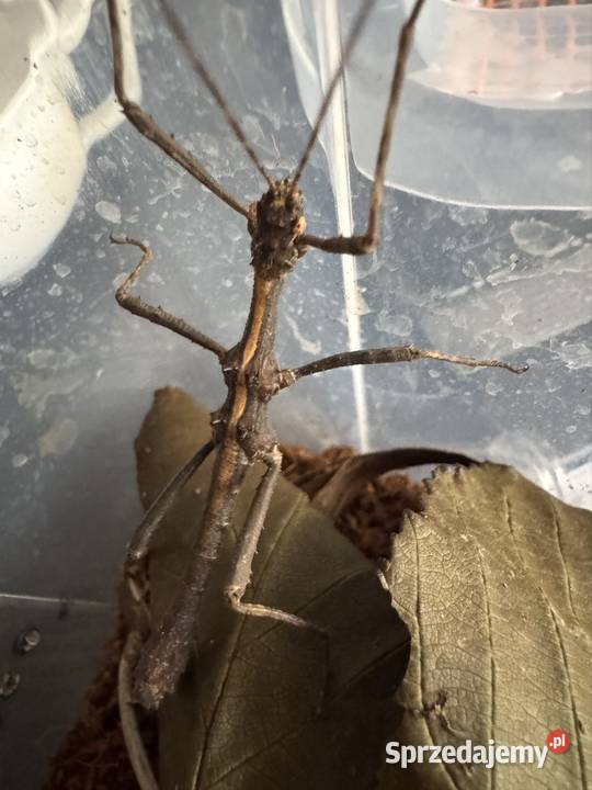 Straszyki na sprzedaż różne gatunki proszę pytać Jastrzębie-Zdrój