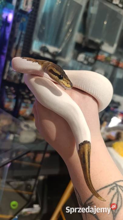 Pyton królewski regius Black Pastel Pied samica Krapkowice