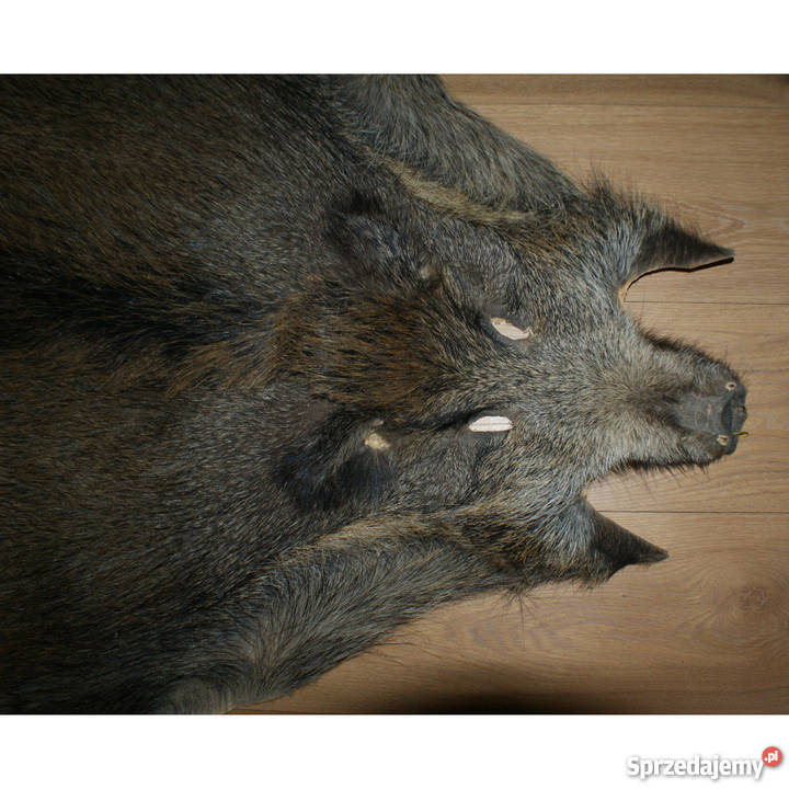 Trofeum myśliwskie pięknie wyprawiona skóra z Poznań