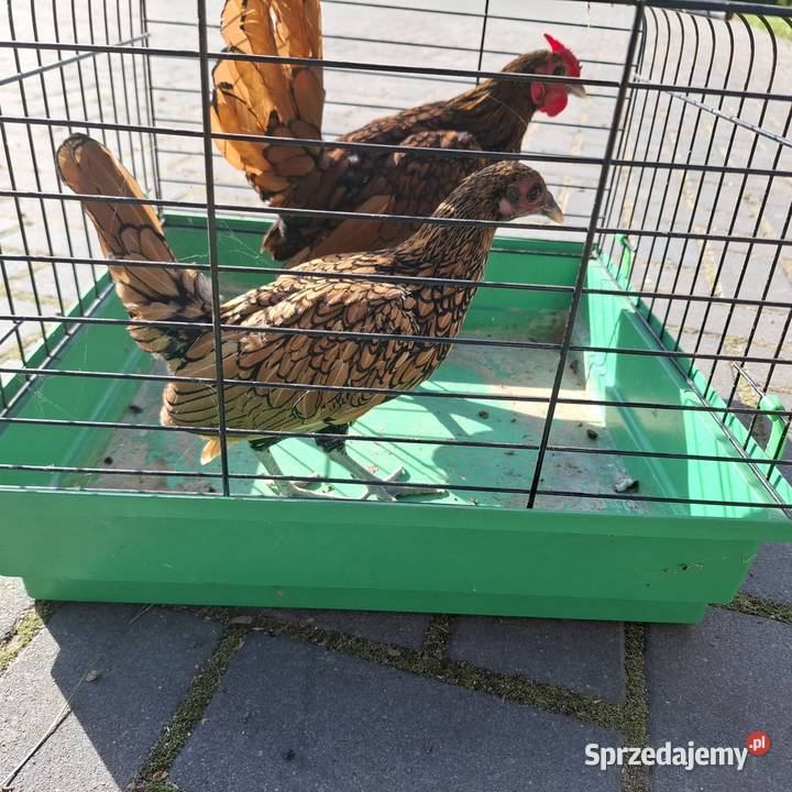 Sebrytki Ostrów Wielkopolski sprzedam