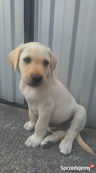 Szczeniaki labradory Bochnia