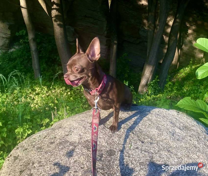 Chihuahua maleńki chłopczyk ZkwP Raczyce sprzedam