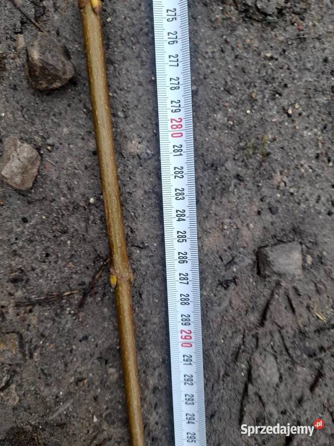 Podkładki do szczepienia klon modrzew katalpa i Puławy
