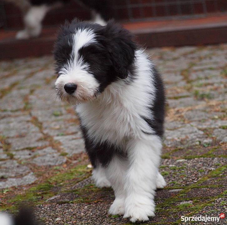 Szczenięta Bearded Collie zachodniopomorskie Szczecin