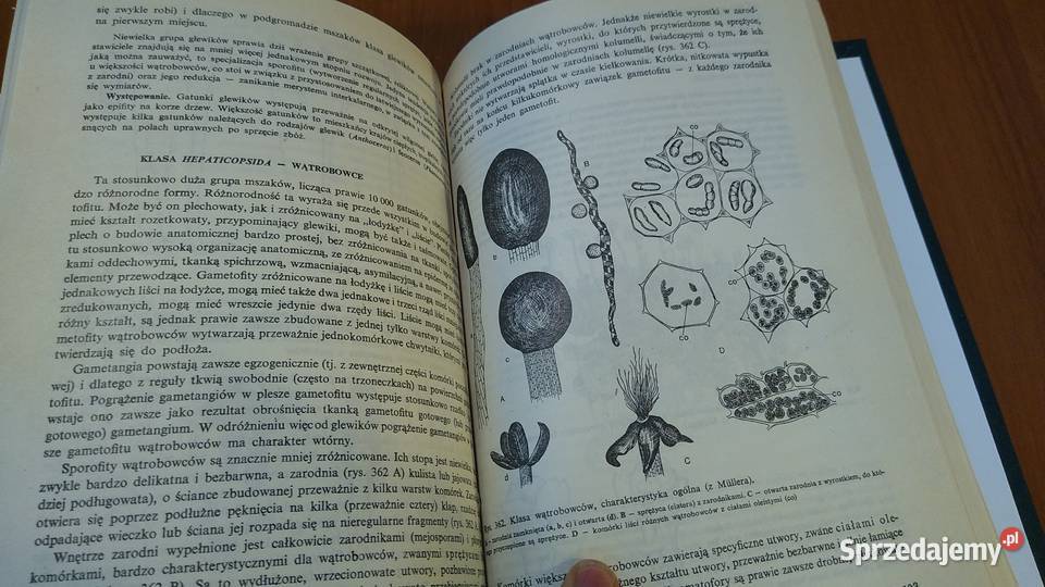 Botanika podręcznik Morfologia i Systematyka twarda