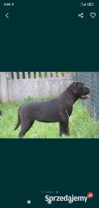 Cane Corso FCI suczka zagraniczne krycie Kielce sprzedam